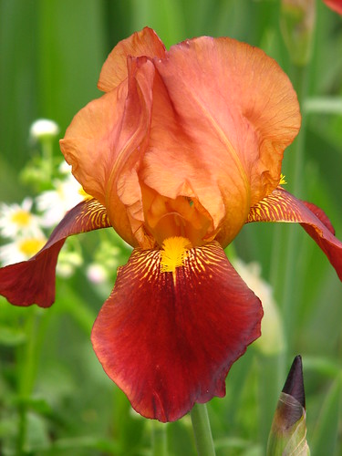 early brown iris