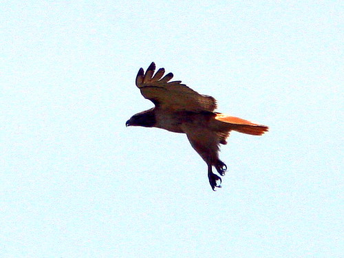 Red-tailed Hawk 20090508
