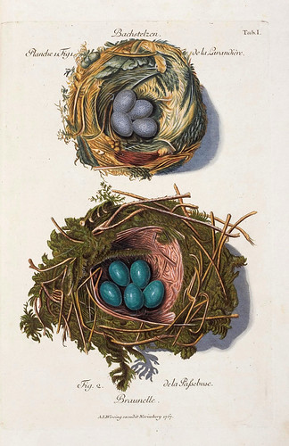001-Nidos del Aguzanieves y la Curruca del Seto-Colección de nidos de aves 1772