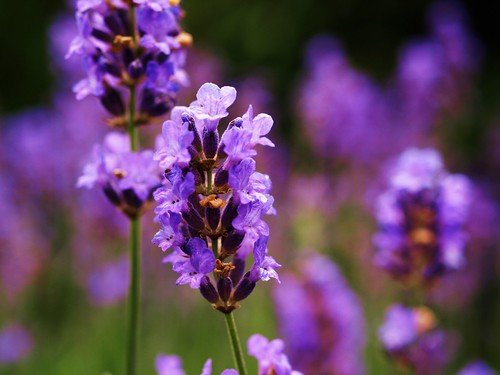 Lavendel = Lavandula by Hobby-Photograph (on and off presently...).