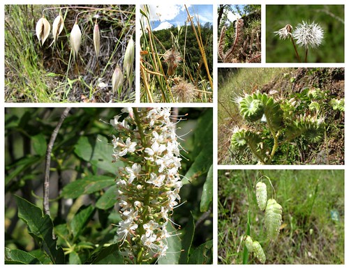 South Yuba Wildflowers-white-seeds