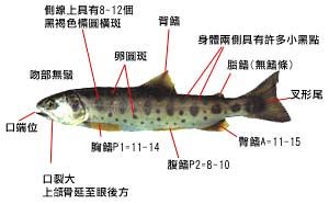 你拍攝的 台灣櫻花鉤吻鮭身體部位名稱圖。