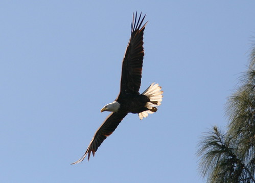 Eagle Flying 20090217
