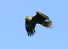 Eagle Carrying Grass 20090219