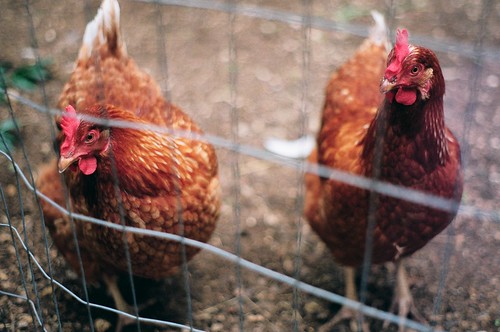 fenced chickens