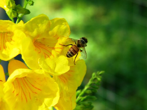 Bee on Esperanza