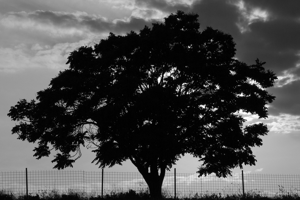 black and white photography trees. lack amp; white tree