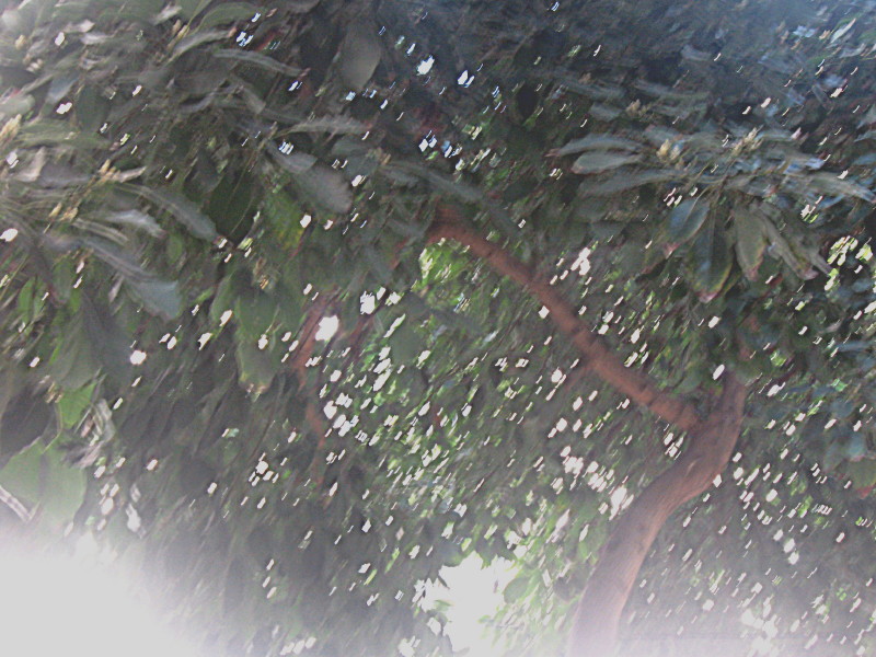 2-2-2009-avocado-tree