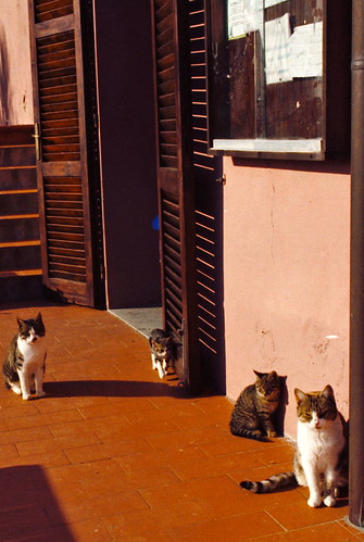 Cats of Villa Saulina: 1998-11-13