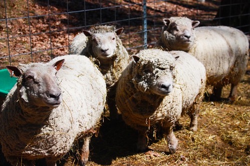 michelle owns a sheep farm in
