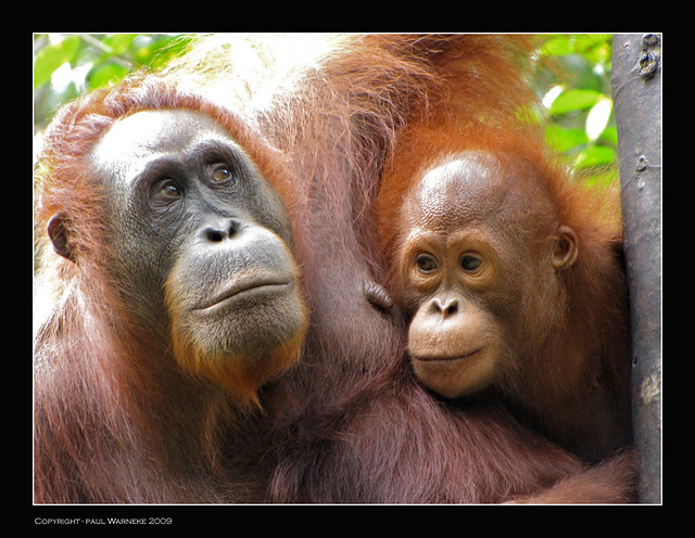 orangutan, rain forest, palm oil