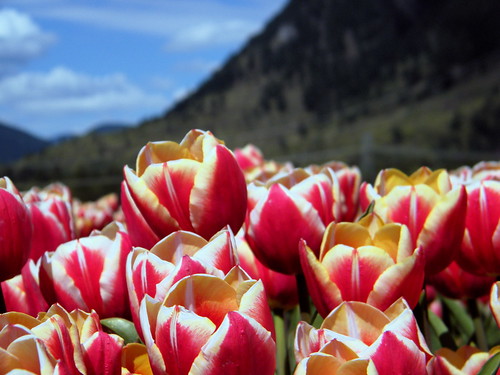 40 Acres of Tulips