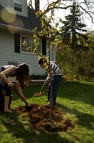 Planting Bjorn's Sweet Cherry Tree
