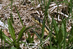 A Snake in the Grass 7702