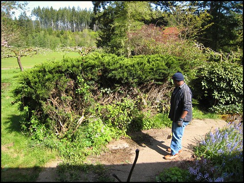 Giant evergreen type bush before removal
