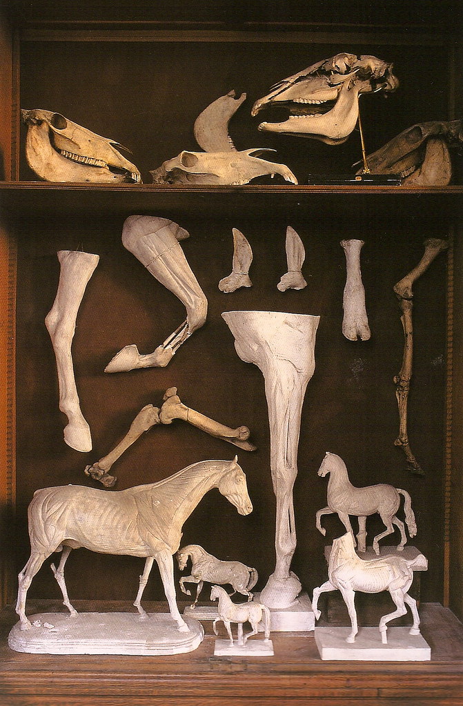 Collection of various horse anotomical constructions and skulls. Galerie Huguier, École des Beaux-Arts, Paris.