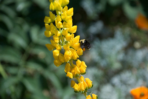 Yellow Lupine and Some Bee