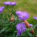 Asters close up