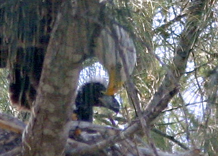 Eagle With Chick Close 20090219