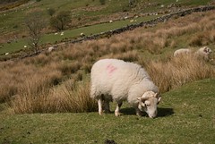 Ram at Foot of Mt Snowdon, Wales