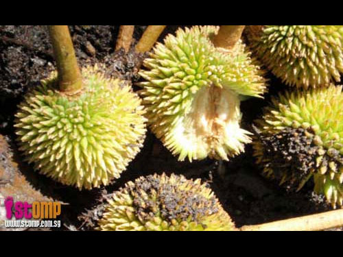 Durian Loop better than Botanic Gardens