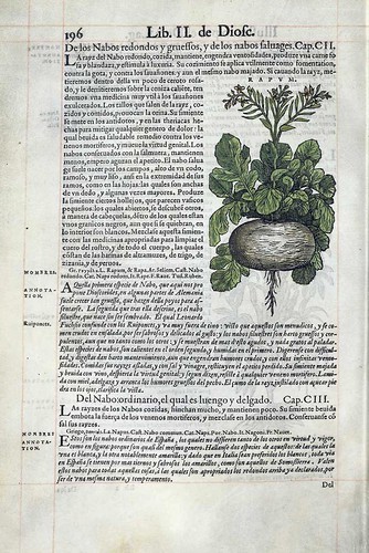 013-De los nabos- Pedacio Dioscorides Anazarbeo 1555