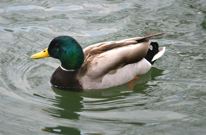 04-16-duck1