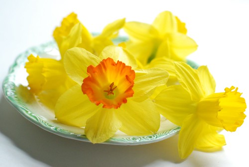 Just daffodils. No cake.