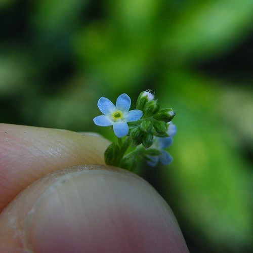 Small little flower