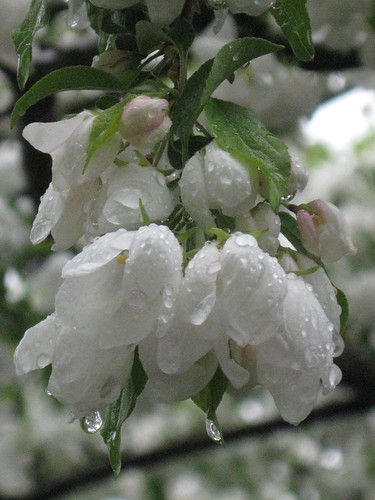 tree blossoms with raindrops