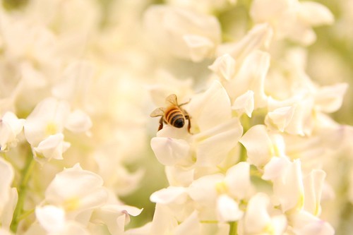 flower and bee 02