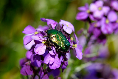 Green Shiny Bug Thing