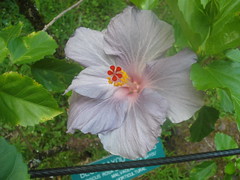 Blue Bayou Hibiscus, Hawaii Tropical Botanical Garden