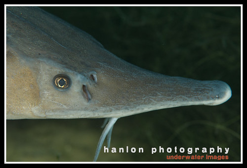 Capernwray fish portraits-3