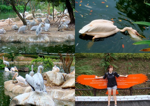Jurong birdpark8