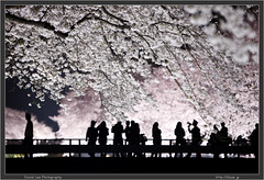 Tokyo Cherry Blossom Light Up