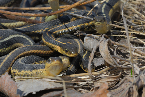 Eastern garter snake den Yes,