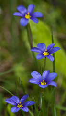 San Bernard NWR - Blue-Eyed Grass