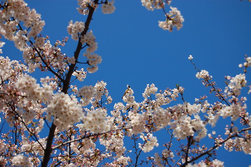 white-eye sucks nectar from a sakura
