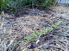 parsley seedlings