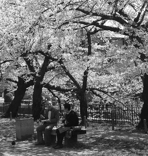 櫻花樹下的野餐2