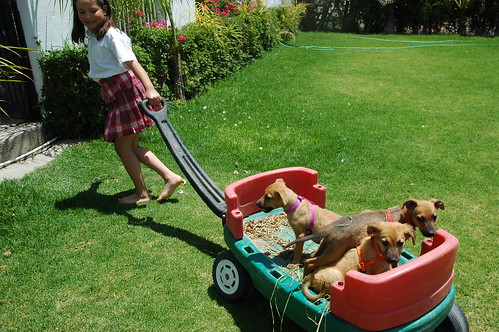 The owners daughter pulls 3 puppies in a green and red wagon, green lawn, pink flowers, hose, Baja's Best El Rosario Cafe Bed and Breakfast, Baja California Norte, Mexico by Wonderlane