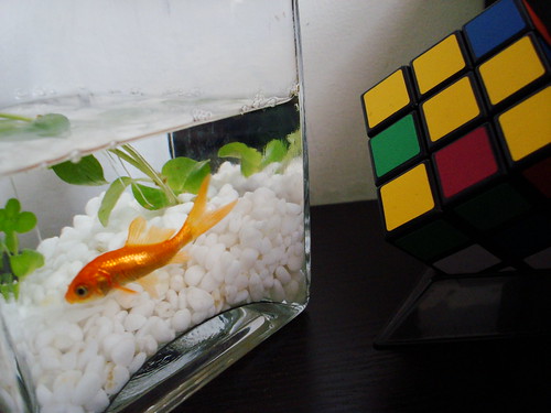 Paul the Fish and his Rubik Cube