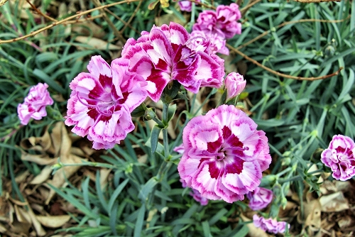Dianthus barbatus cv. (rq) - 01