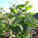 mentha rotundifolia / witte munt