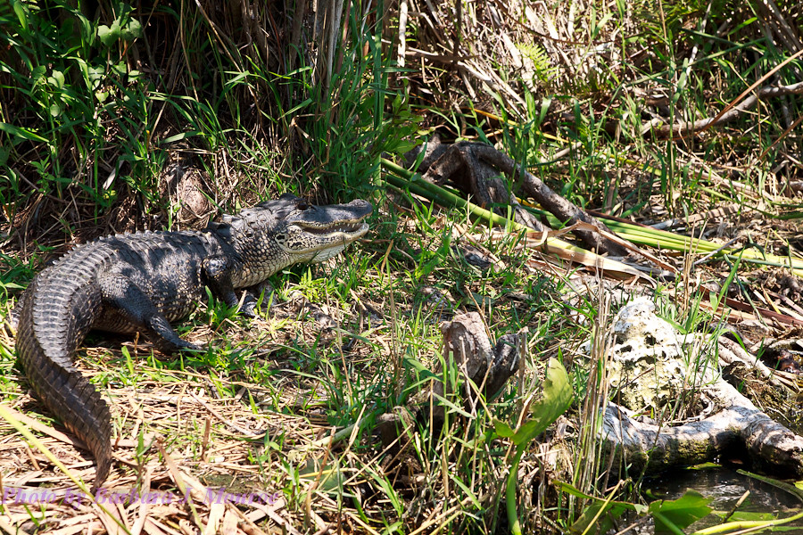Everglades-Airboat Tour (8 of 16)
