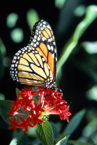 Monarch butterfly on Pentas flower at the Butterfly World attraction in Coconut Creek, Florida