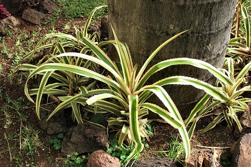 Ananas bracteatus 'Striatus' (rq)