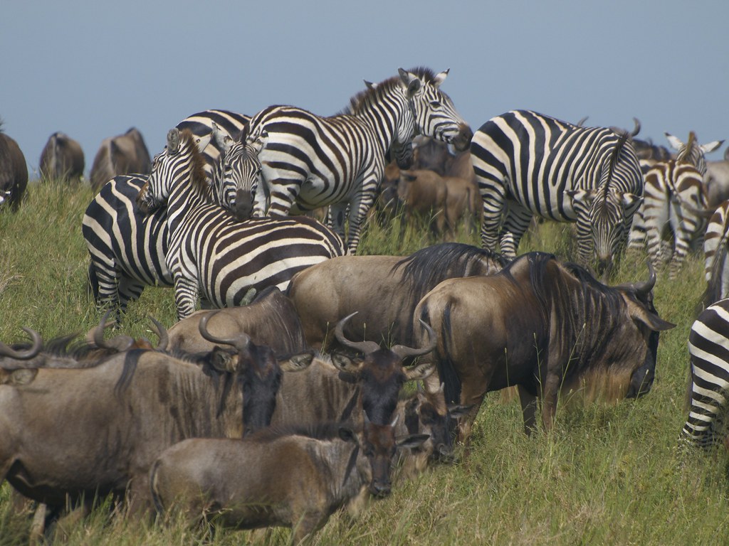 Dia quinto - 8 de mayo - Sentir el Serengeti - En busca de la gran migración (7)
