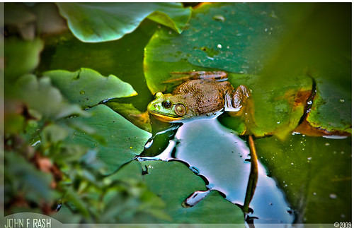 Duke Gardens Frog